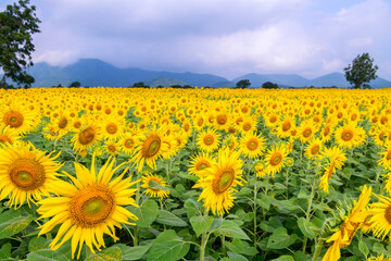 Fototapeta premium Golden Sunflower Field with Mountain Landscape