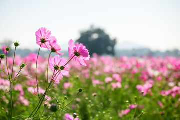Fototapeta premium Pink Cosmos Flowers Blooming in Field with Soft Natural Background
