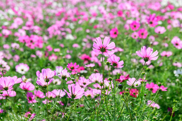 Fototapeta premium Pink Cosmos Flowers Blooming in Meadow with Soft Bokeh Background