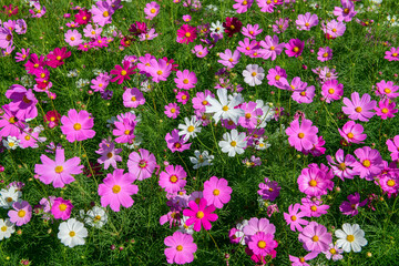 Fototapeta premium Colorful Pink and White Cosmos Flowers Blooming in Lush Green Field