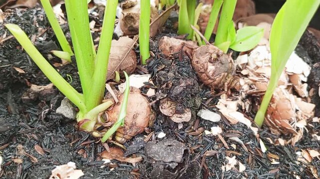 Turmeric (Curcuma Longa) has a tuber part which is the parent rhizome of turmeric which is round in shape and larger in size and is the center of root growth which is rich in curcumin.