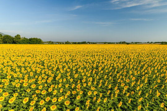 Vast Sunflower Field under Clear Blue Sky in Summer Landscape