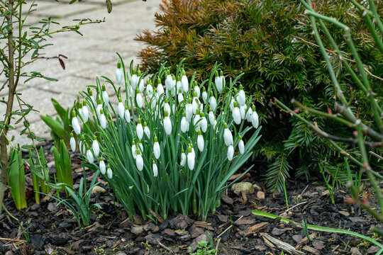 Beautiful snow bells in Baden Baden spa gardens. Baden W&uuml;rttemberg, Germany