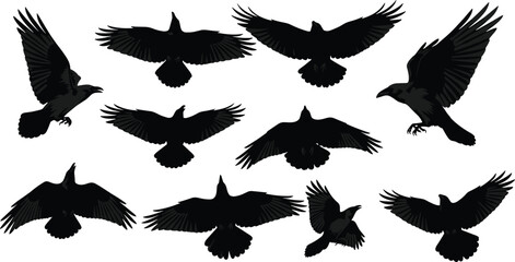 Obraz premium Flying raven bird silhouettes collection isolated on white background, black avian wings spread in flight, wildlife illustration set design vector