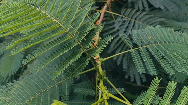 Detailed green fern like leaves spreading symmetrically to create natural textured pattern in outdoor garden environment