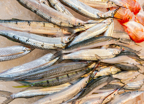 Freshly Caught Silver Fish On Ice At Market