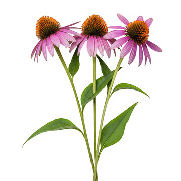 A purple coneflower with green leaves on a white background