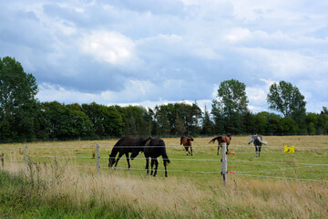 Pferde auf einer Koppel