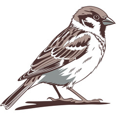 Brown and white sparrow standing on ground bird