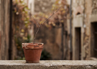 A small terracotta pot with a bare plant on a stone surface outdoors