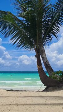 A serene tropical paradise features a lone coconut palm tree on a white sand beach overlooking the turquoise Caribbean sea under a sunny summer sky