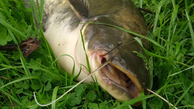 Close up of a large catfish lying on green grass after being caught.