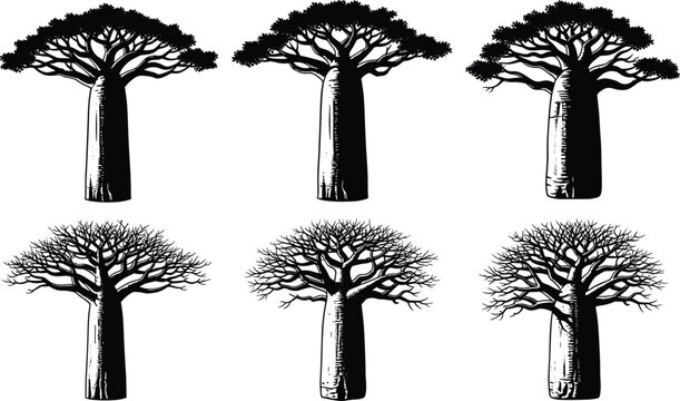 , tree, silhouette, africa, madagascar, nature, botanical, plant, set, collection, trunk, branch, adansonia,
