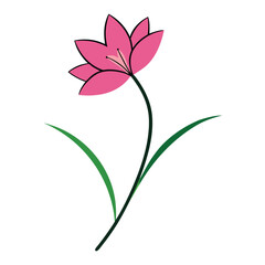 Obraz premium zephyranthes candida pink flower line art on white background