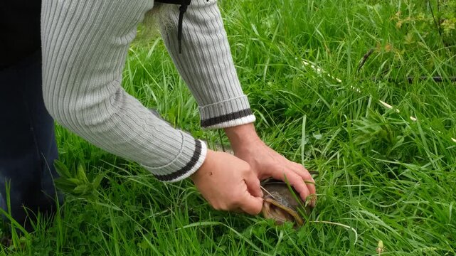 Close up of fisherman hands carefully unhooking a large catfish.