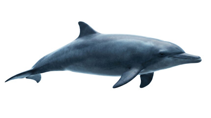 Fototapeta premium Bottlenose dolphin swimming isolated. Marine mammal side view.