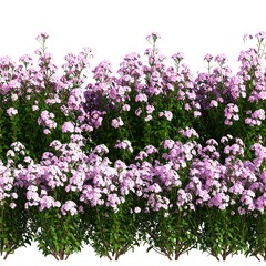 Fototapeta premium A vibrant, layered border featuring lush green foliage accented with clusters of soft pink blooms against a clean white backdrop