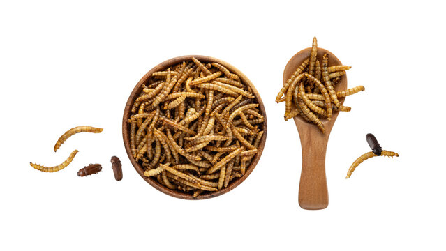 Dried edible mealworms and beetle in bamboo wooden spoon isolated on white background. Larvae of Tenebrio molitor as protein ingredients of food. Flour pest.