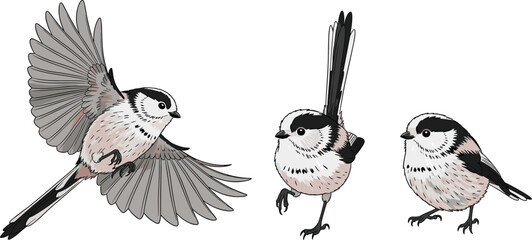 Hand Drawn Vector Illustration of Long Tailed Tit Birds in Flight and Perched Poses Isolated on White Background for Nature and Wildlife Design © Khairun