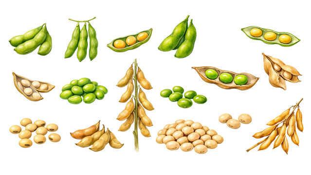 A charming watercolor collection of soybeans, including fresh green pods, dried golden husks, scattered beans, and detailed botanical plant stems.