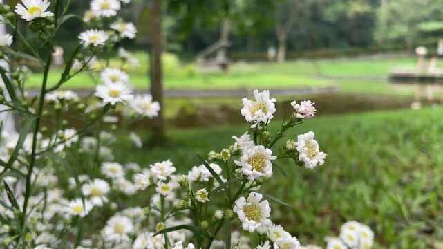 Fresh blooming white aster flowers in a scenic summer garden landscape