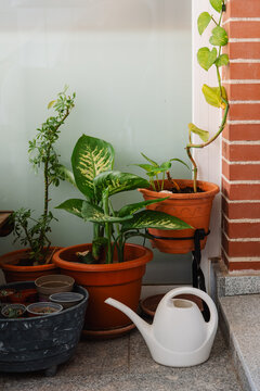 Several tropical plants decorating a terrace: pothos, dieffenbachia and schefflera in a shady location