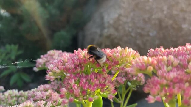 In summer, bumblebees pollinate plants in the garden.