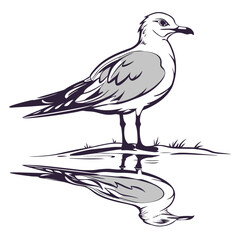 Fototapeta premium Seagull standing on shore with reflection bird water