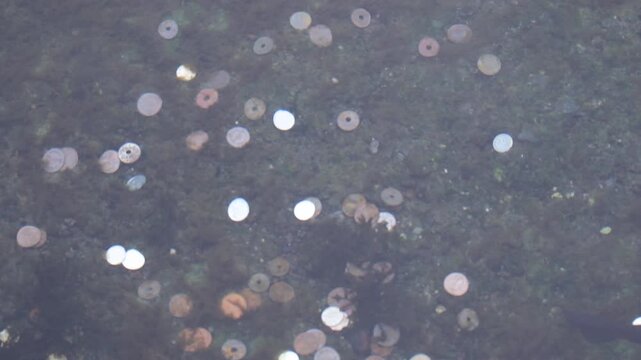 Small trout swimming over a rocky riverbed covered with shiny coins thrown for good luck