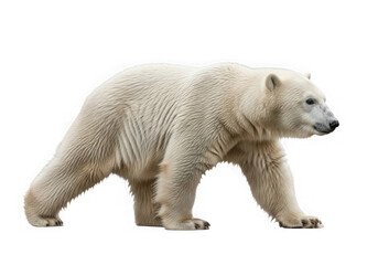 Fototapeta premium Side profile of a polar bear in motion, walking with a steady stride. Clean cut-out for versatile use in your projects.