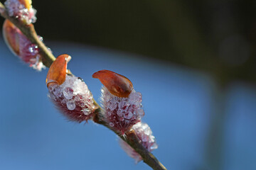 Red cattail is one of the first sources of food for wild bees in spring.