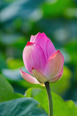 Pink Lotus Bud Blooming In Green Pond