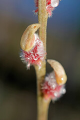 Red cattail is one of the first sources of food for wild bees in spring.