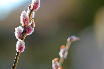 Red cattail is one of the first sources of food for wild bees in spring.