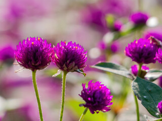 Fototapeta premium Vibrant Purple Globe Amaranth Blooms In Soft Focus