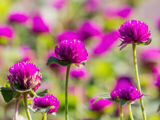 Vibrant Purple Globe Amaranth Blooms In Sunny Field