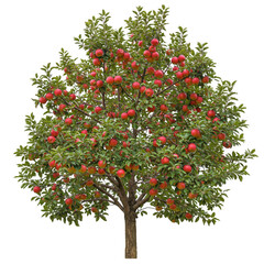 Fototapeta premium Fully loaded apple tree isolated on transparent background
