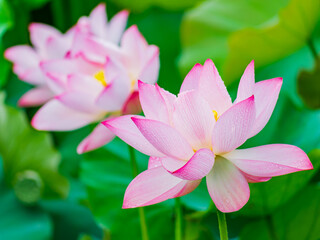 Pink Lotus Flowers With Dew Drops On Green Leaves