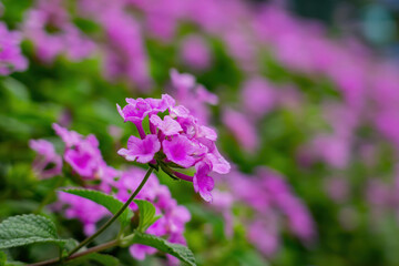 Fototapeta premium Vibrant Purple Lantana Flowers In Soft Focus