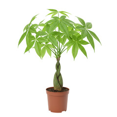 Fototapeta premium Braided money tree plant in pot isolated on transparent background