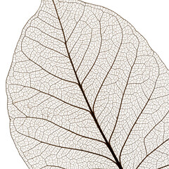 Obraz premium Detailed skeletonized leaf vein structure isolated on transparent background
