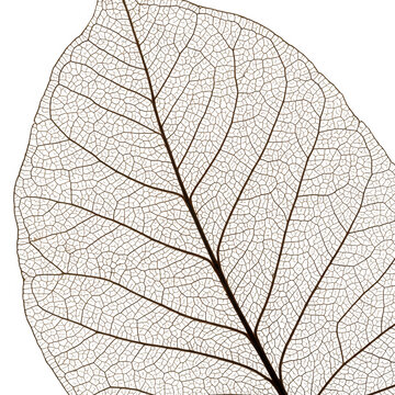 Detailed skeletonized leaf vein structure isolated on transparent background