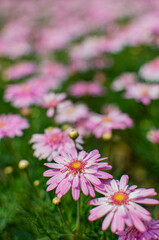 Obraz premium Pink Daisy Flowers In Soft Focus Garden