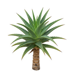 Fototapeta premium Aloe vera plant isolated on transparent background