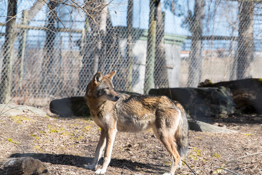 red wolf looking away in a zoo in new york state