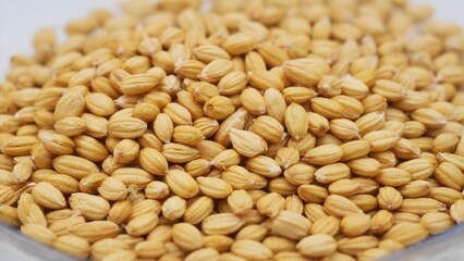 Close-up of golden barley grains on a white background. The grains are small, oval-shaped, and have a smooth texture. Ideal for agricultural and food-related concepts.