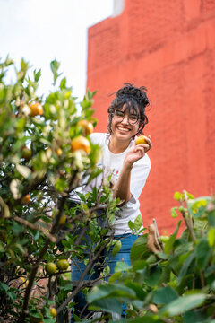 Smiling young Latina harvests tangerines in a small urban garden in Mexico City, surrounded by green foliage. She wears casual clothes, enjoying a warm day reaching through branches with joy energy