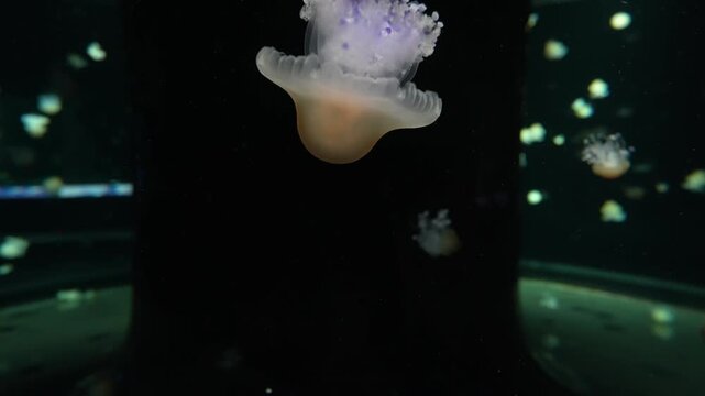 Cassiopea andromeda Upside-Down Jellyfish Floating in Aquarium Tank Display 4K