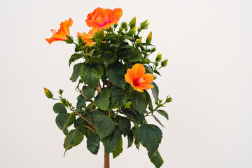 Close-up of a hibiscus plant with blooming and budding orange flowers. © Hanna Tor