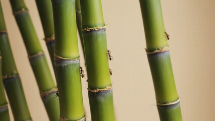 Fototapeta premium Close-up of green bamboo stalks with visible nodes and a smooth texture. The background is neutral, enhancing the bamboo's vibrant color.
